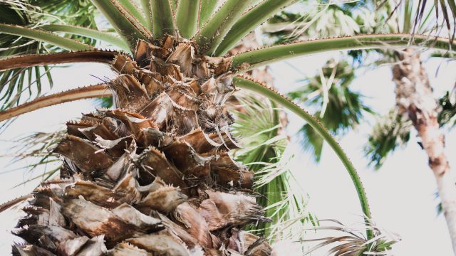 Trunk of Palm Tree